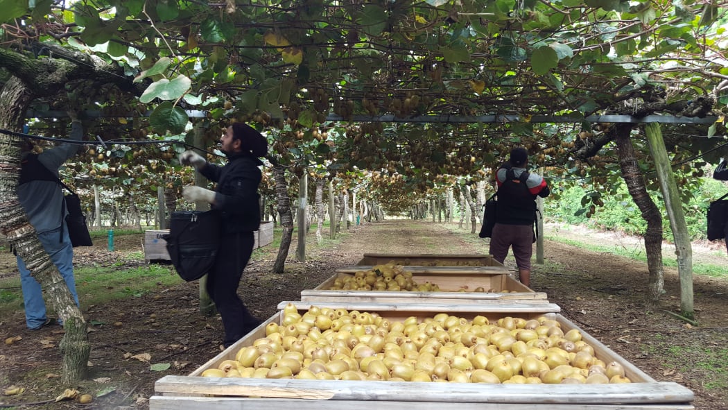 Online service aims to help fill shortage in fruit pickers RNZ News