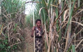 A villager in the cane fields near Lautoka, Fiji