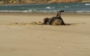 This photo of a sealion on a Southland beach was found on a USB stick swallowed by a leopard seal.