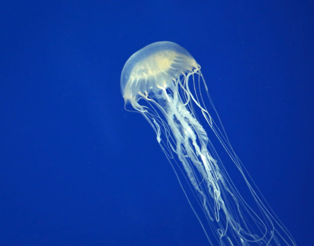 Teenager dies from box jellyfish sting RNZ News