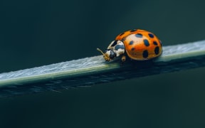 The Harlequin ladybird