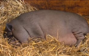 Obese pig put on diet after being overfed by reckless owner: RNZ Checkpoint