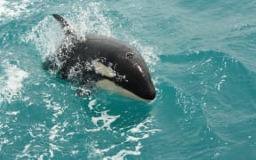 Orca have been spotted in Akaroa Harbour.