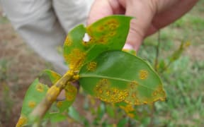 Common myrtle leaves infected with myrtle rust, on Maui, Hawaii.