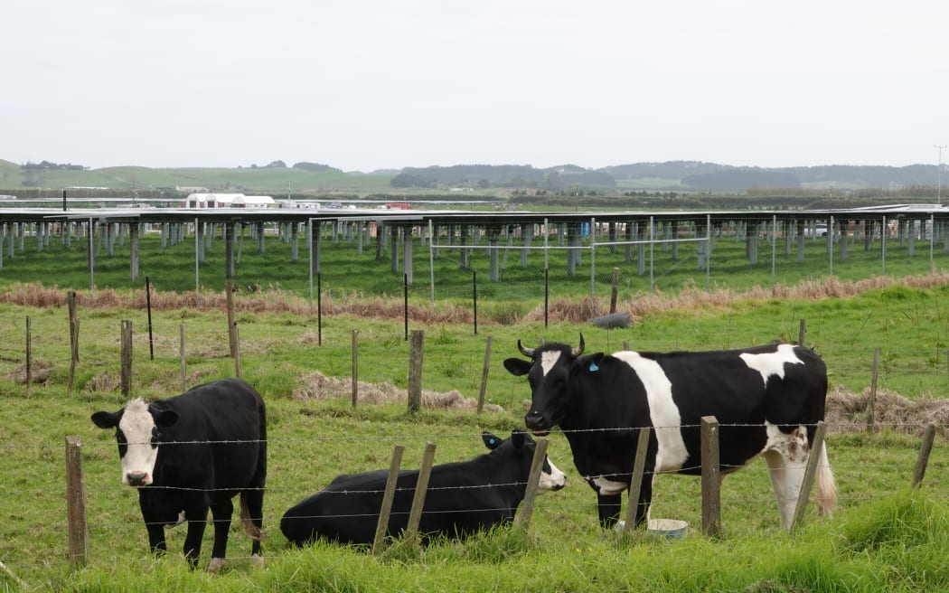 Cattle graze next to New Zealand's biggest solar power station, near Kaitāia. Photo: RNZ / Peter de Graaf