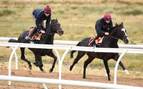 Melbourne Cup favourite Irish horse Yucatan (right) leads stablemate Cliffs of Moher during an early morning run at the Werribee racecourse.
