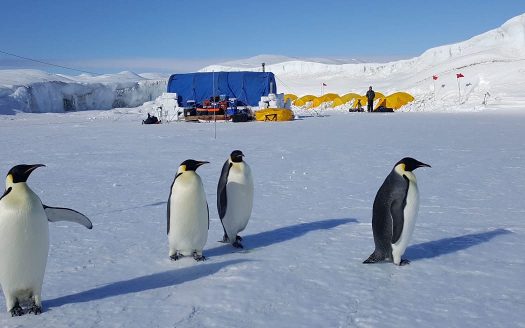 Deep dives and epic journeys: Return of the emperor penguins | RNZ