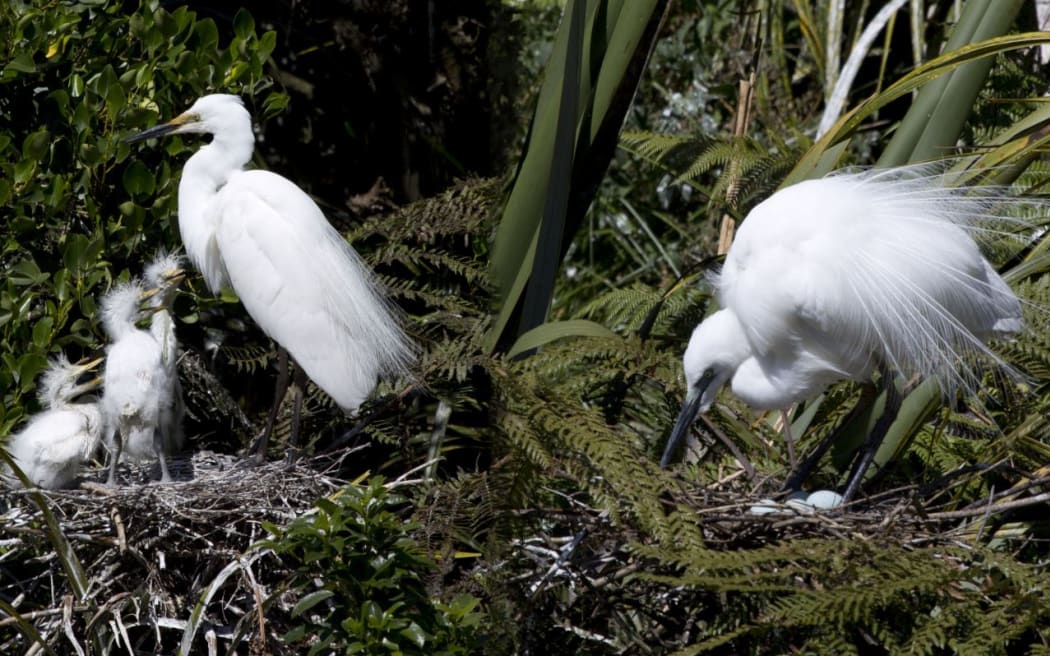 白鹭 / kōtuku 在西海岸瓦塔罗阿的白鹭保护区筑巢。