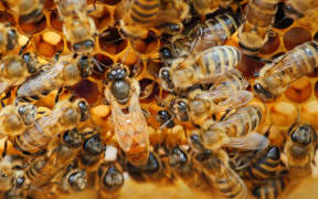 The queen bee surrounded by bees.