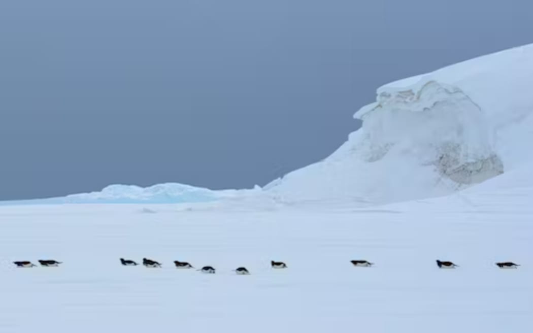 Les manchots Adélie glissent sur le ventre sur la glace.