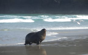 A male New Zealand sea lion walks the beach at Sandfly Bay on the Otago Peninsula.