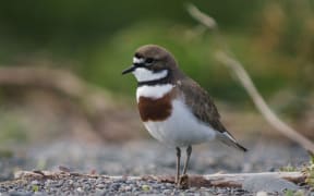 A male banded dotterel.