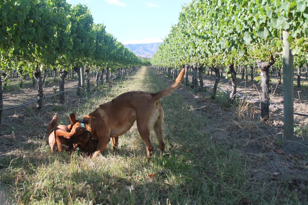 Te Whare Ra dogs at play in the vineyard