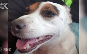 Hawke's Bay man loses best friend, dog suspected stolen