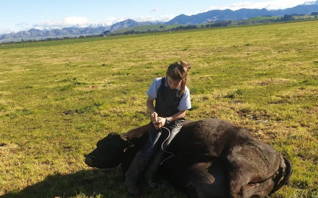 Rosario Mones-Cazon treating a downer cow.