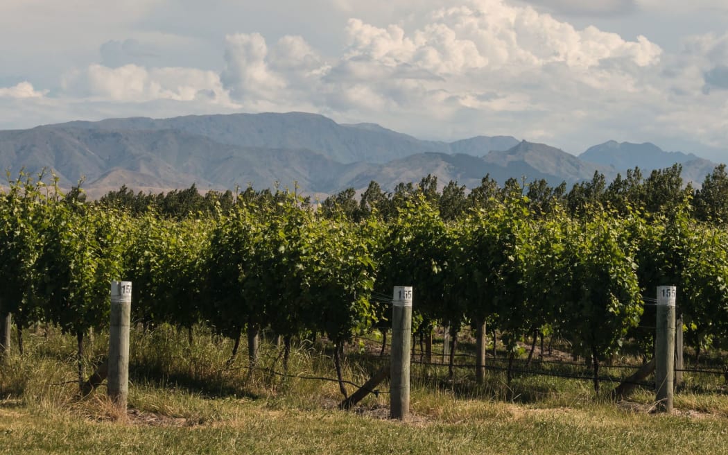A vineyard in Marlborough, near Blenheim.
