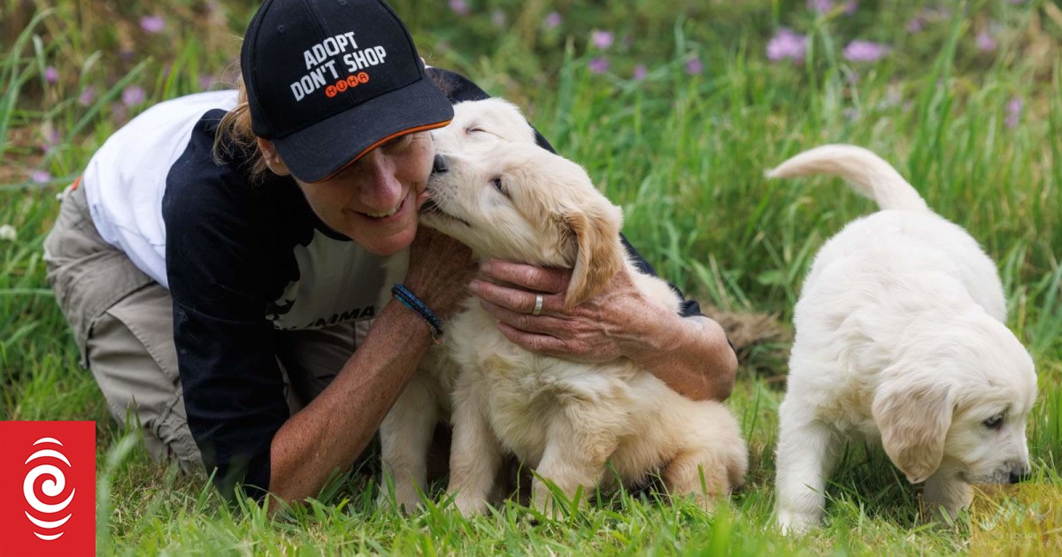 Animal shelters bulging at the seams due to cost of living