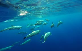 A pod of spinner dolphins in Niue