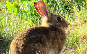 A file photo shows a rabbit in the grass in an unspecified part of New Zealand