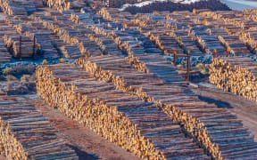 Wooden logs stored at port of Picton, New Zealand.