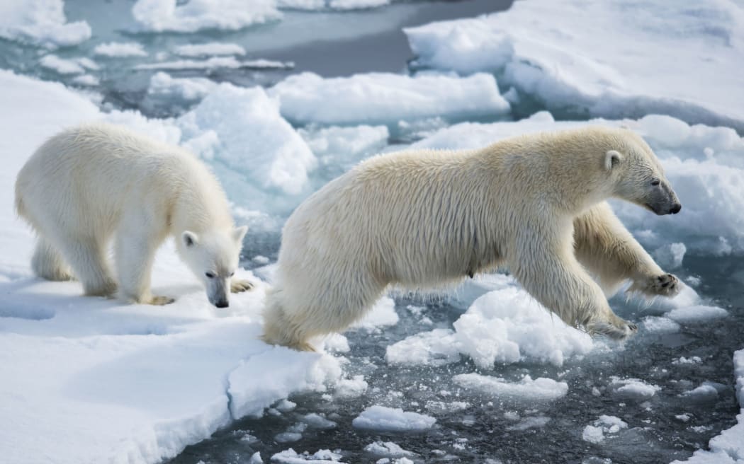 Polar bears across the Arctic region face a shortage of food in the summer due to increased melting of ice.