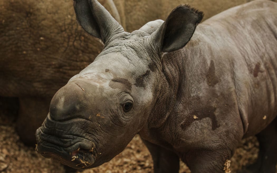 Auckland Zoo welcomed the birth of Amali - a rhino calf - on 24 September, 2022..