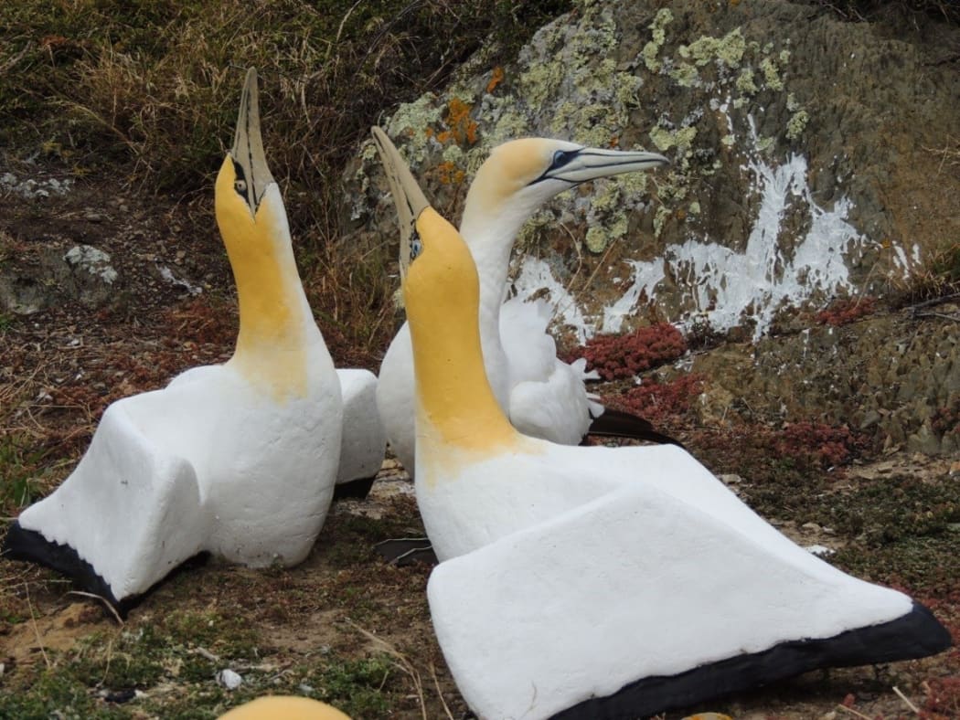 Nigel the gannet and his concrete friends on Mana Island.