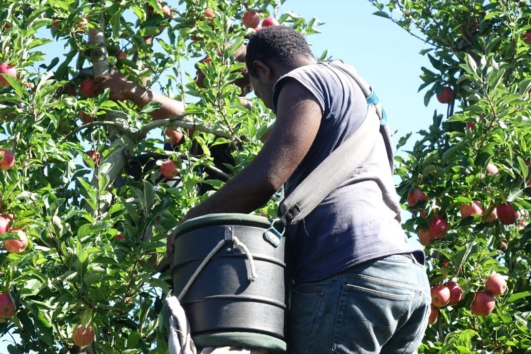 A man from Vanuatu works in a Hawke's Bay orchard under the Recognised Seasonal Employer scheme.