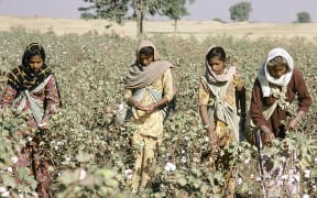A cotton farm in India.