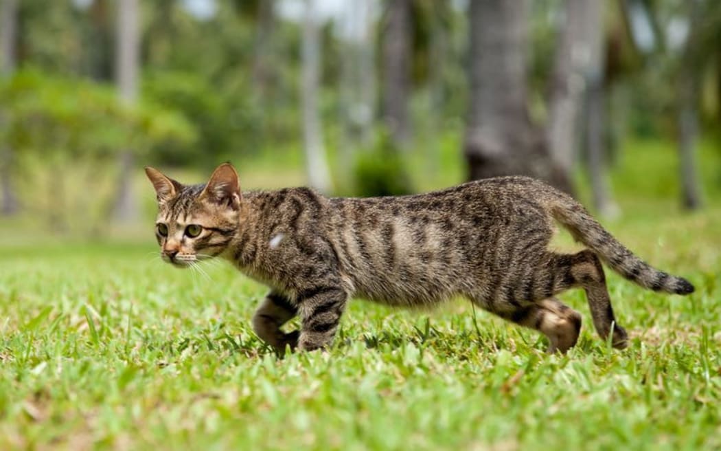 Kids with cats have more than double the risk of developing