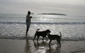Dog on a beach, dogs on beaches