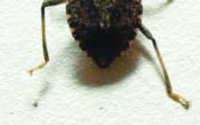 The brown marmorated stink bug.