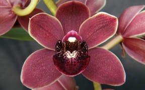 Orchid flower Cymbidium Kiwi Jewel 'Waikanae'