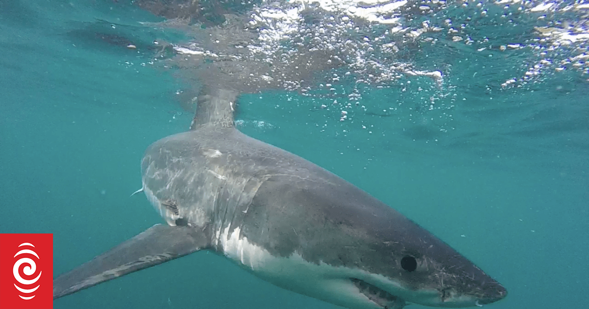 Shark culling action after attacks | RNZ