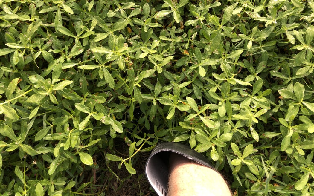 Pest plant alligator weed