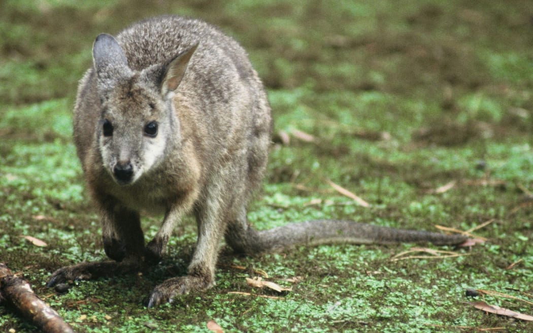 Dama wallaby corpses have been discovered at two locations in the Pakuratahi Forest and near Kaitoke Regional Park, prompting fears the pest species may be establishing itself in the area.