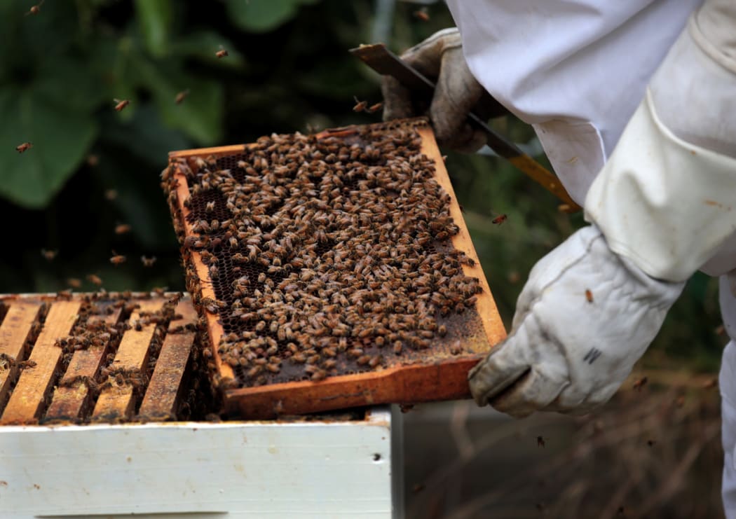 The Ministry for Primary Industries wants to be able to more accurately define the properties of manuka honey.
