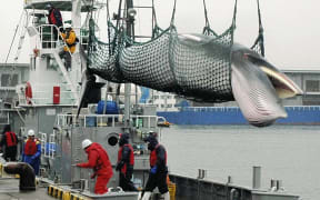 A minke whale is landed from a research whaling vessel in Kushiro, Hokkaido  Prefecture, in May 2011.