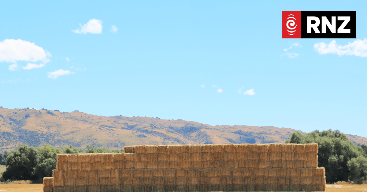 Feed marketplace has over 10,000 bales of silage, baleage and hay ready to go - Vimarsana News
