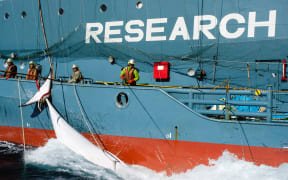 The Yushin Maru No. 2 with a minke whale in the Southern Ocean in February.