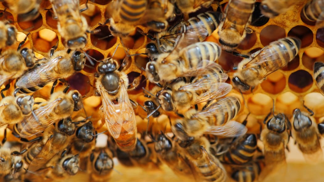 The queen bee surrounded by bees.
