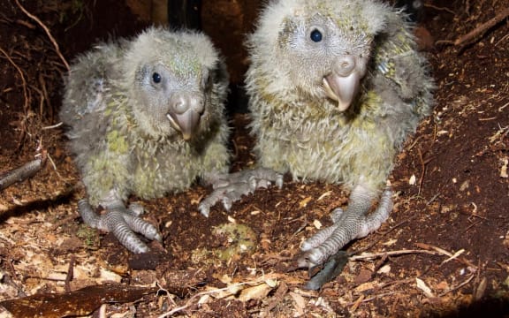 Most kākāpō chicks are now in wild nests, putting on lots of weight as their foster mums feed them lots of rimu fruit.