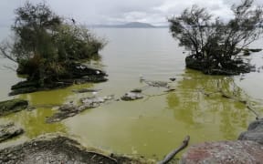 The algal bloom at Lake Rotorua on 23 October.