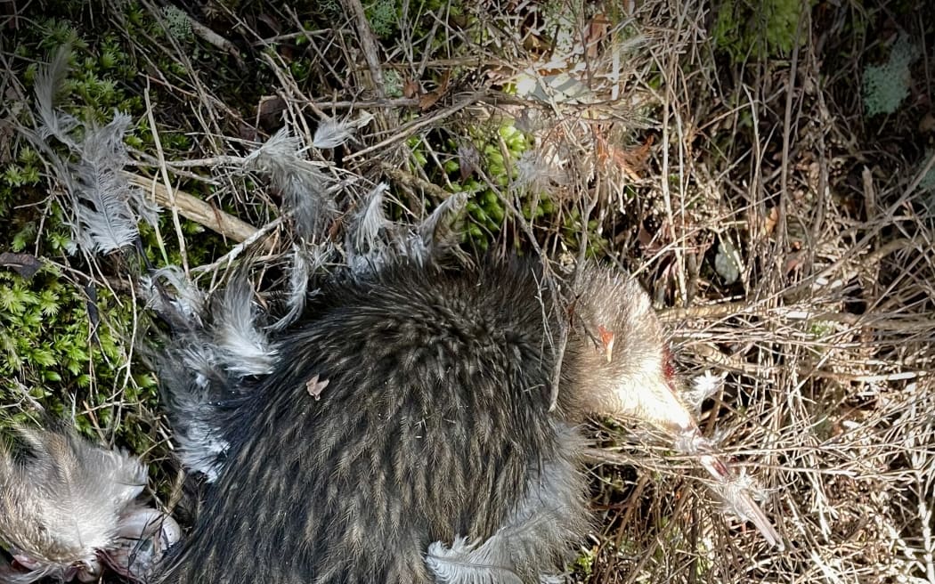 All six kiwi found dead in Ōpua Forest in the past fortnight have injuries consistent with being gripped in a dog's jaws.