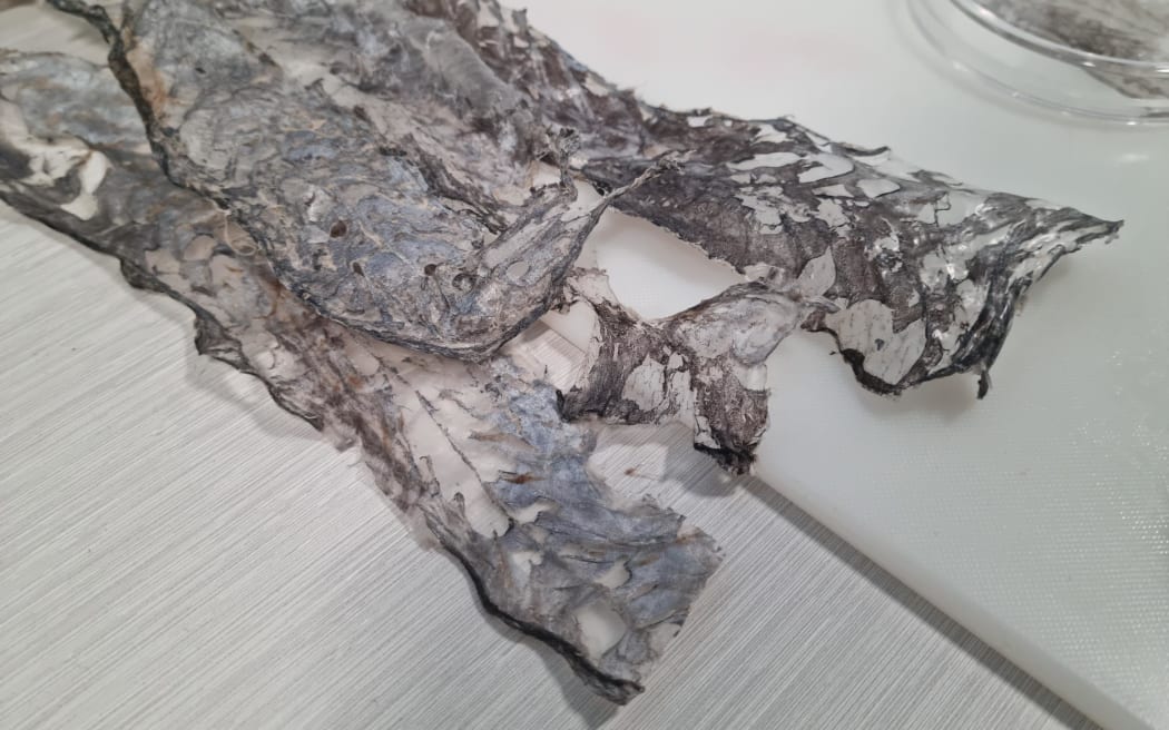 Sanford scales up collagen extraction from fish skin in Marlborough