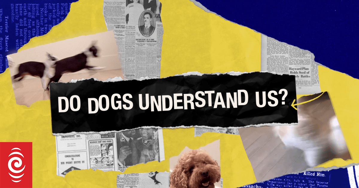 Do dogs understand us? RNZ