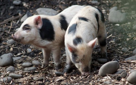 Auckland Island piglets.
