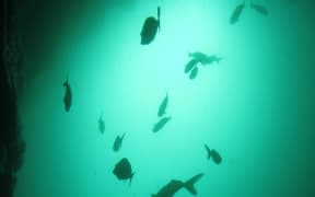 Fish silhouettes, Poor Knights Island Marine Reserve