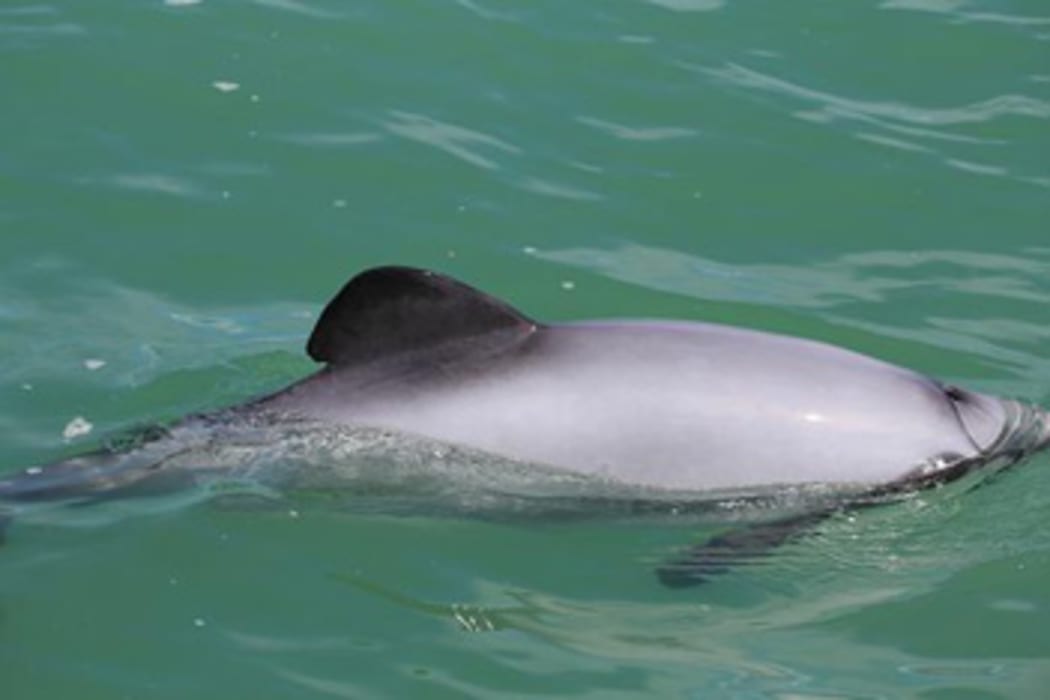 A Maui's dolphin.
