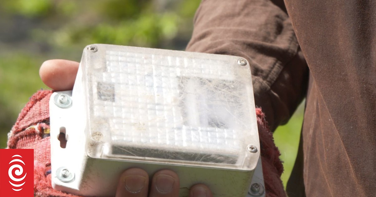 Fitbits for cows? GPS trackers map cattle moovements RNZ